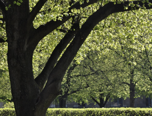 Forest Keepers, Scientists and Quiet Revolutionaries…